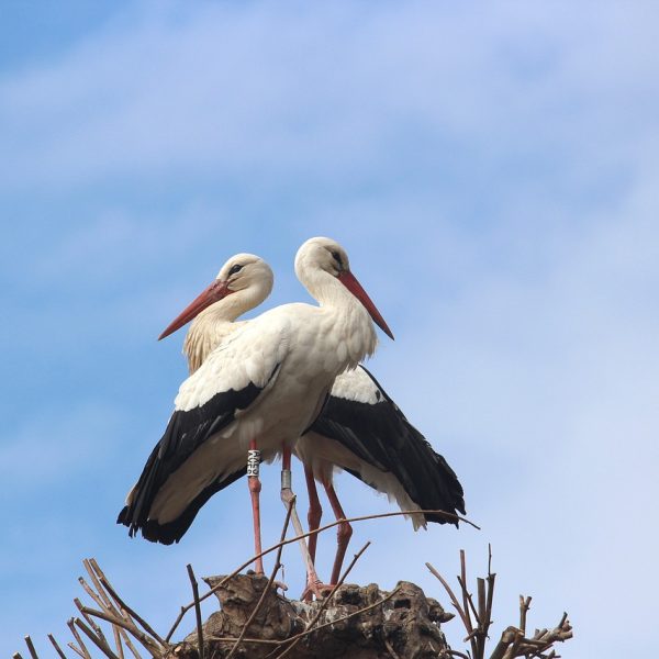 stork-2397002_1280